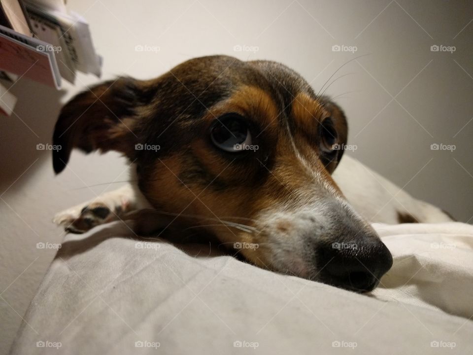 A cute dog looking at you and judging u