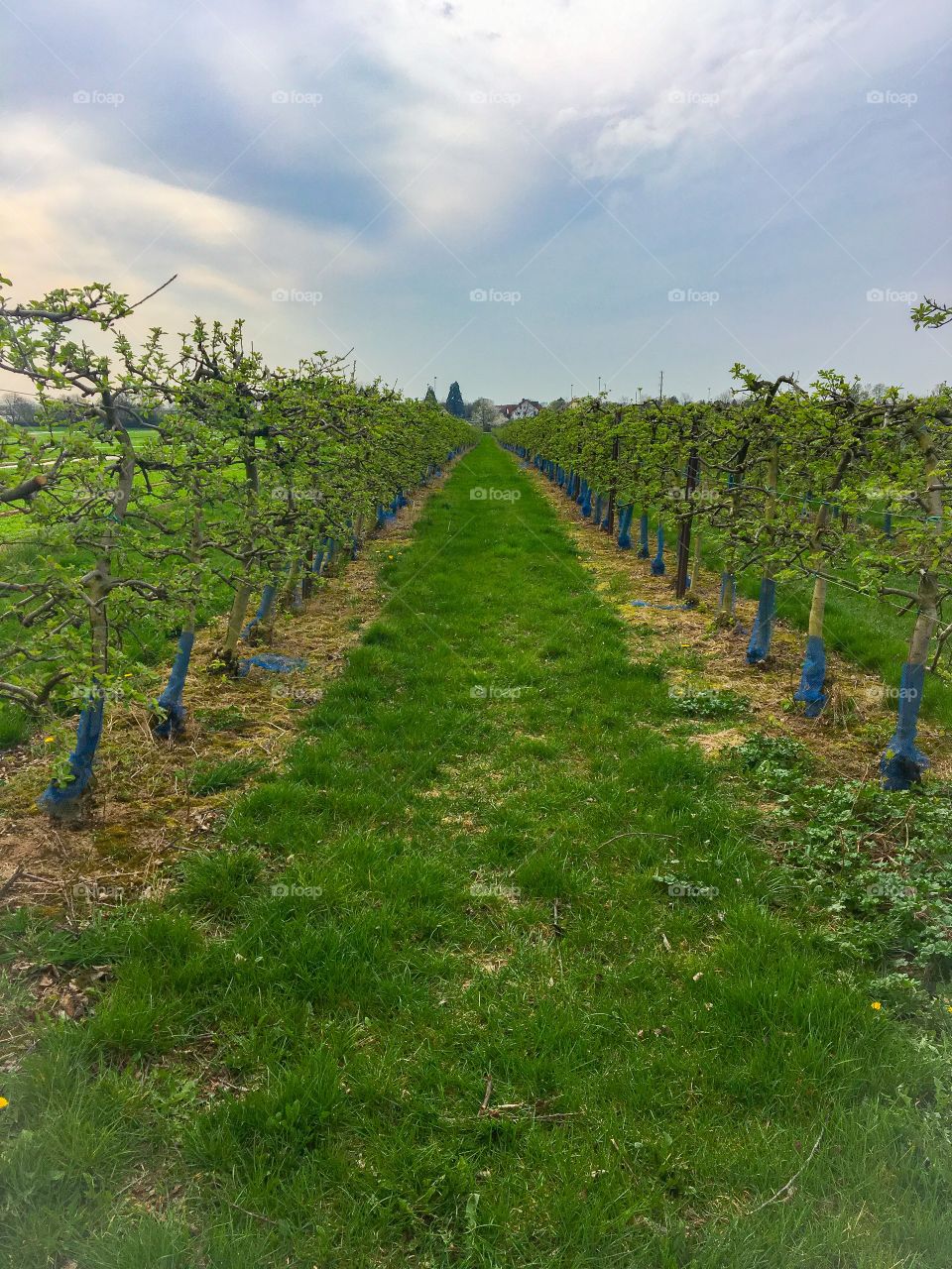 Fruits trees Farmland 