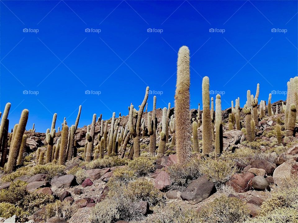 This assembly of large cactus plants was found alongside the “Uniyuni Salt Lake” in “Bolivia” in “Central America”. 2022. Hypnotic Productions