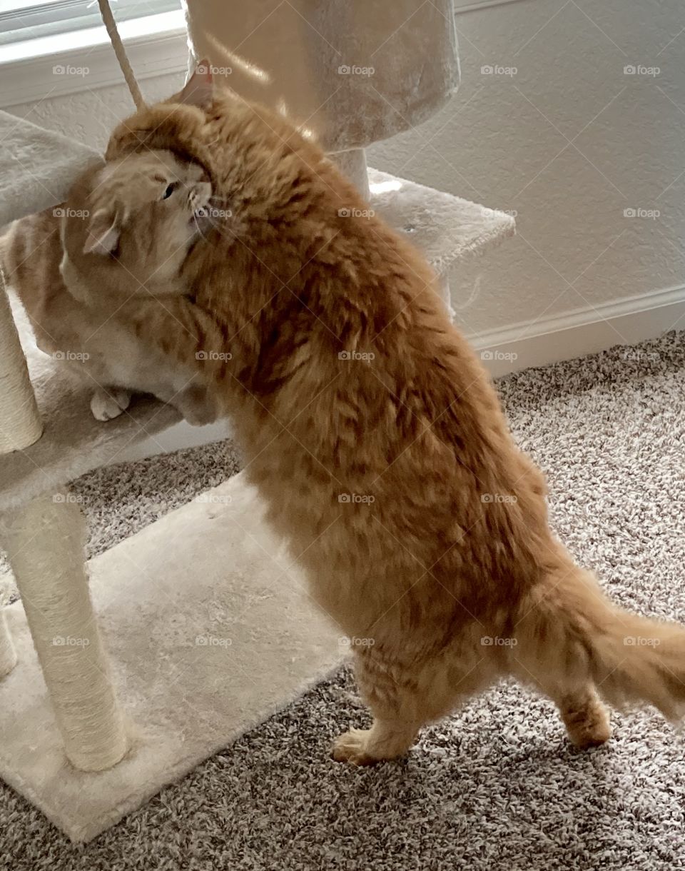 Two orange cats play fighting with neck bites