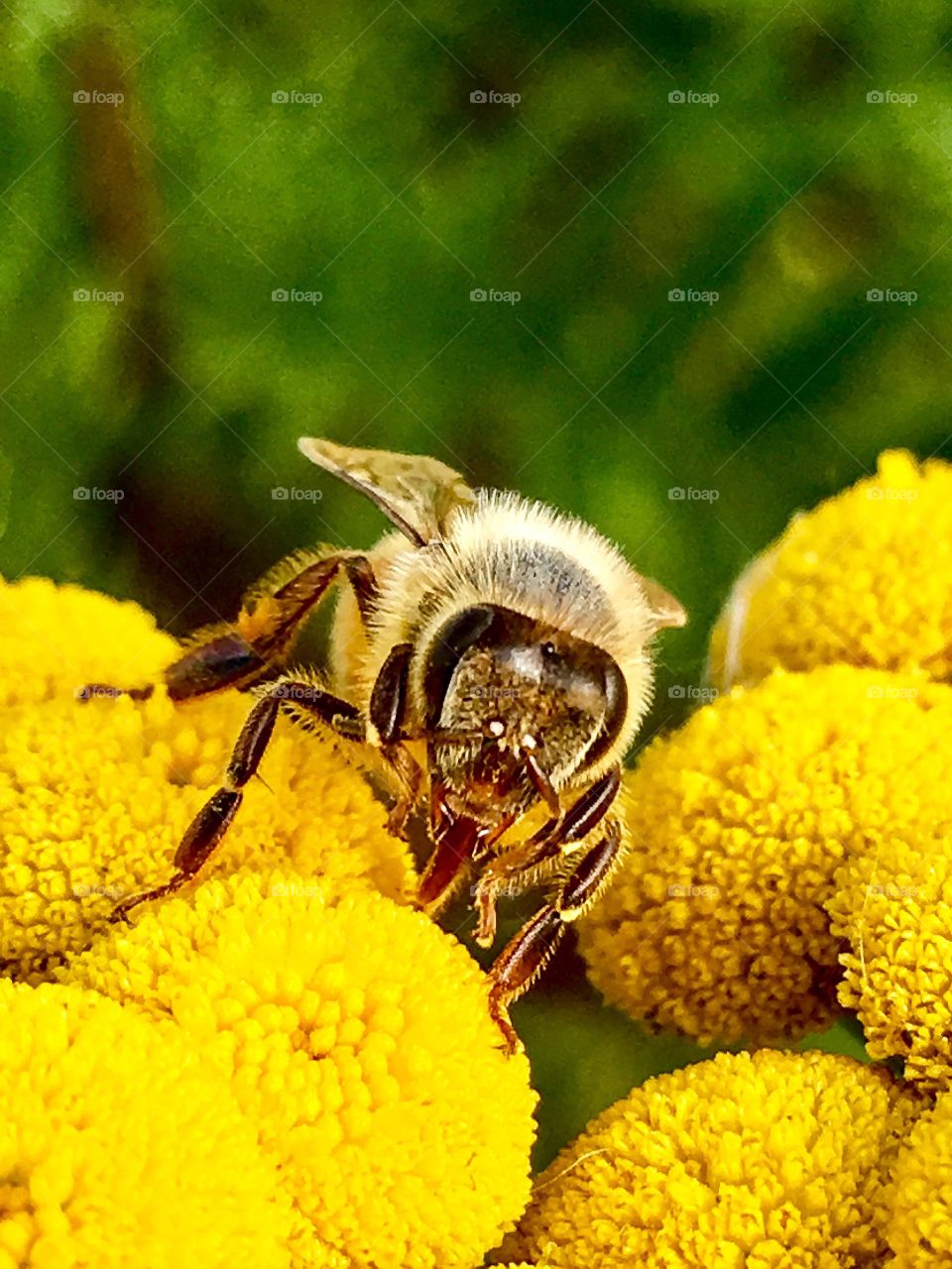 For the love of bees 