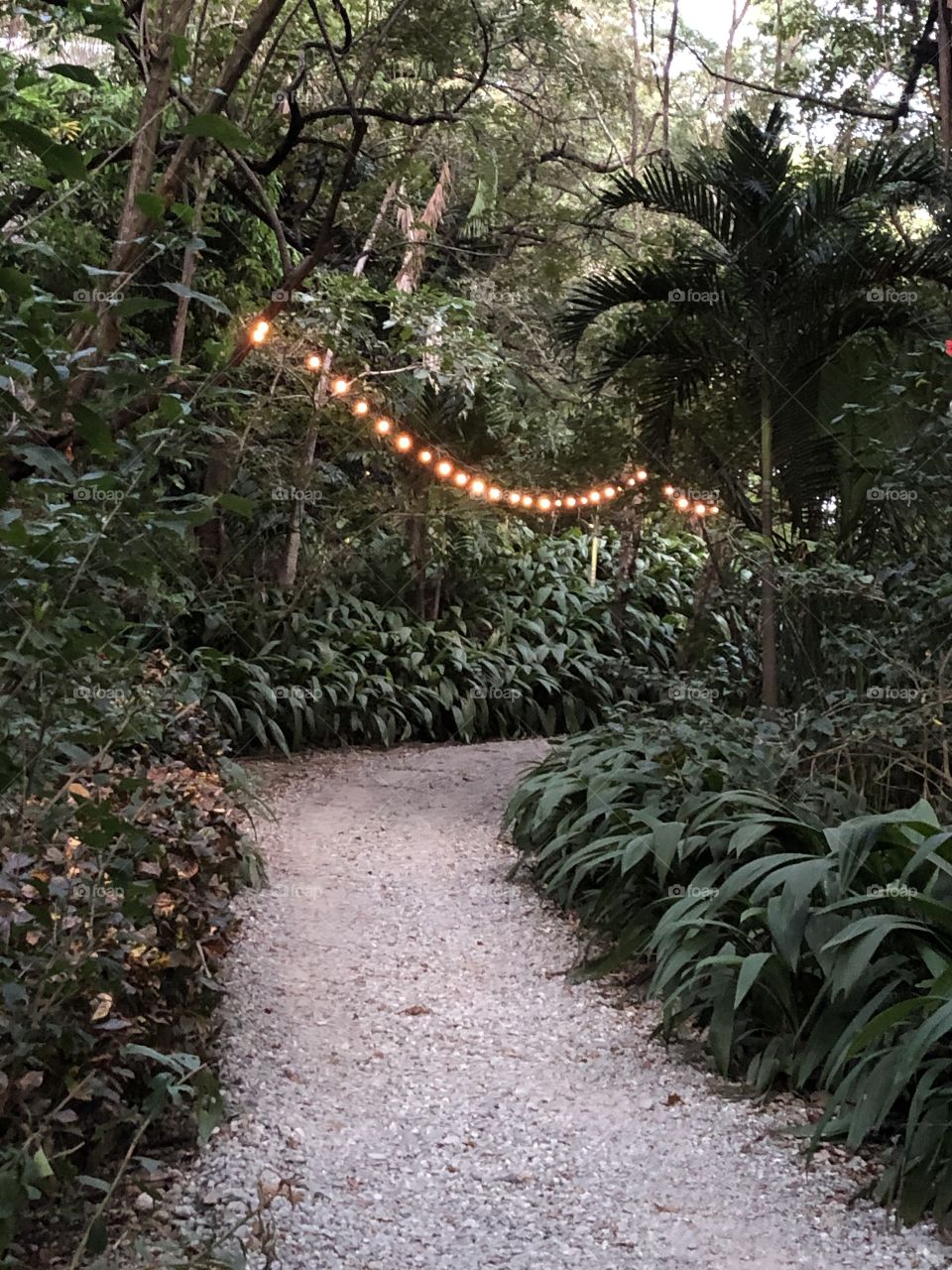 Jungle path to the beach