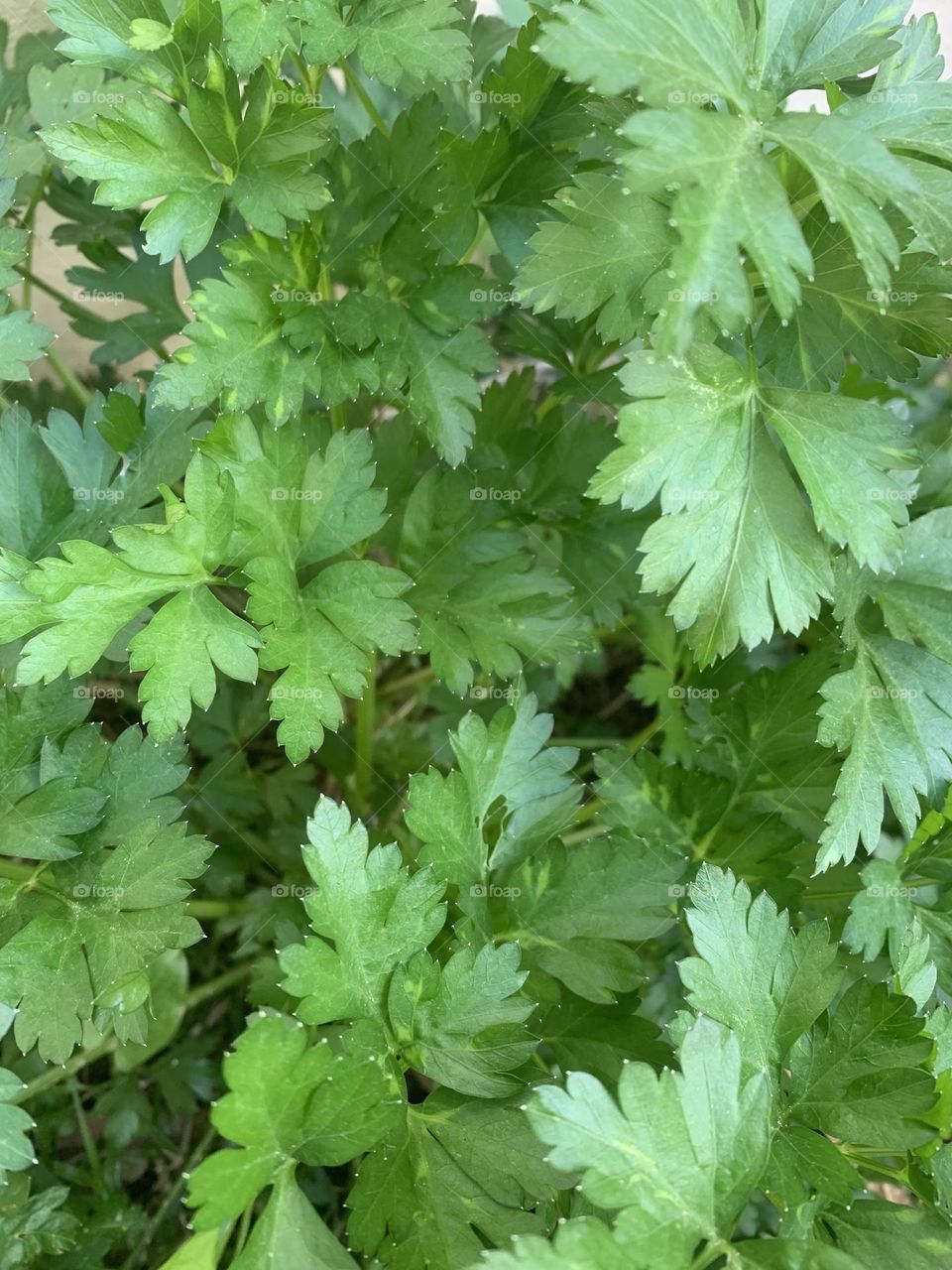 Fresh Parsley leafs growth garden herb spice