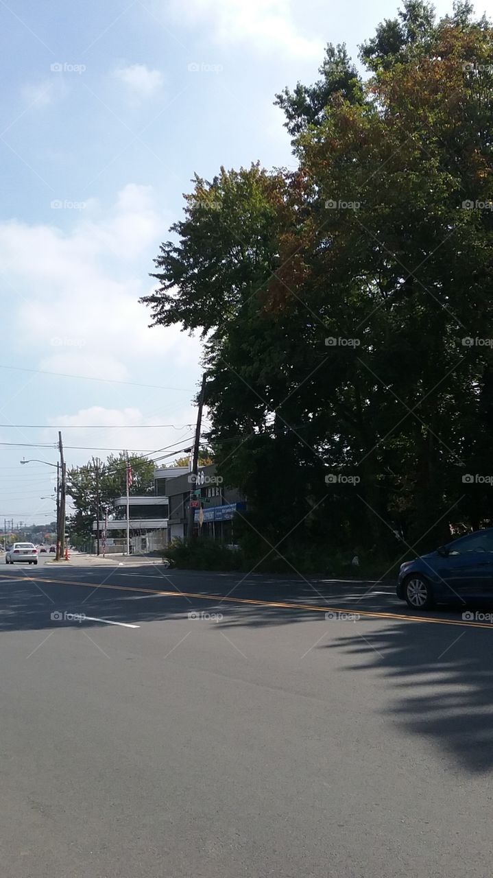 big tree and road