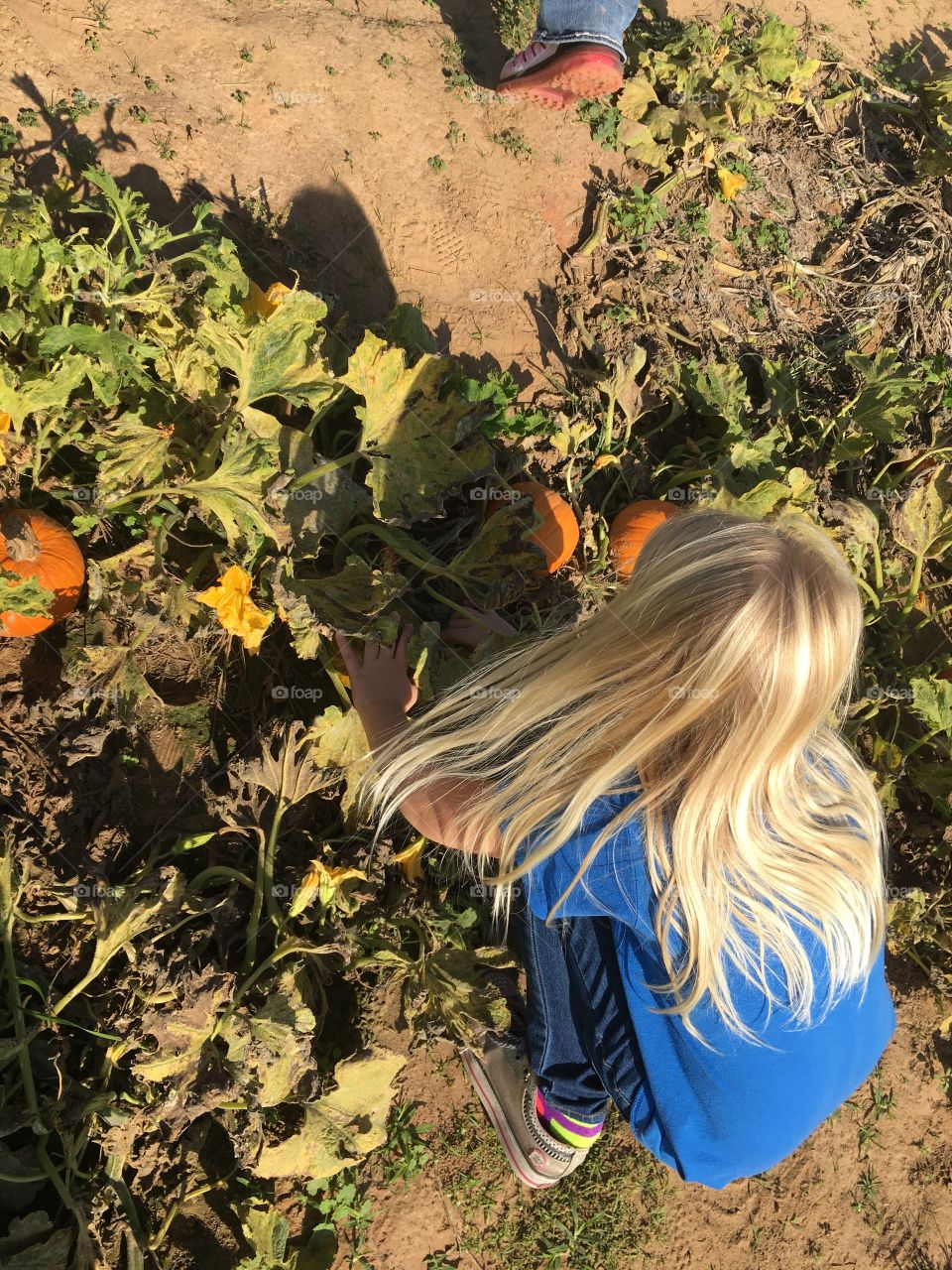 Picking pumpkins 