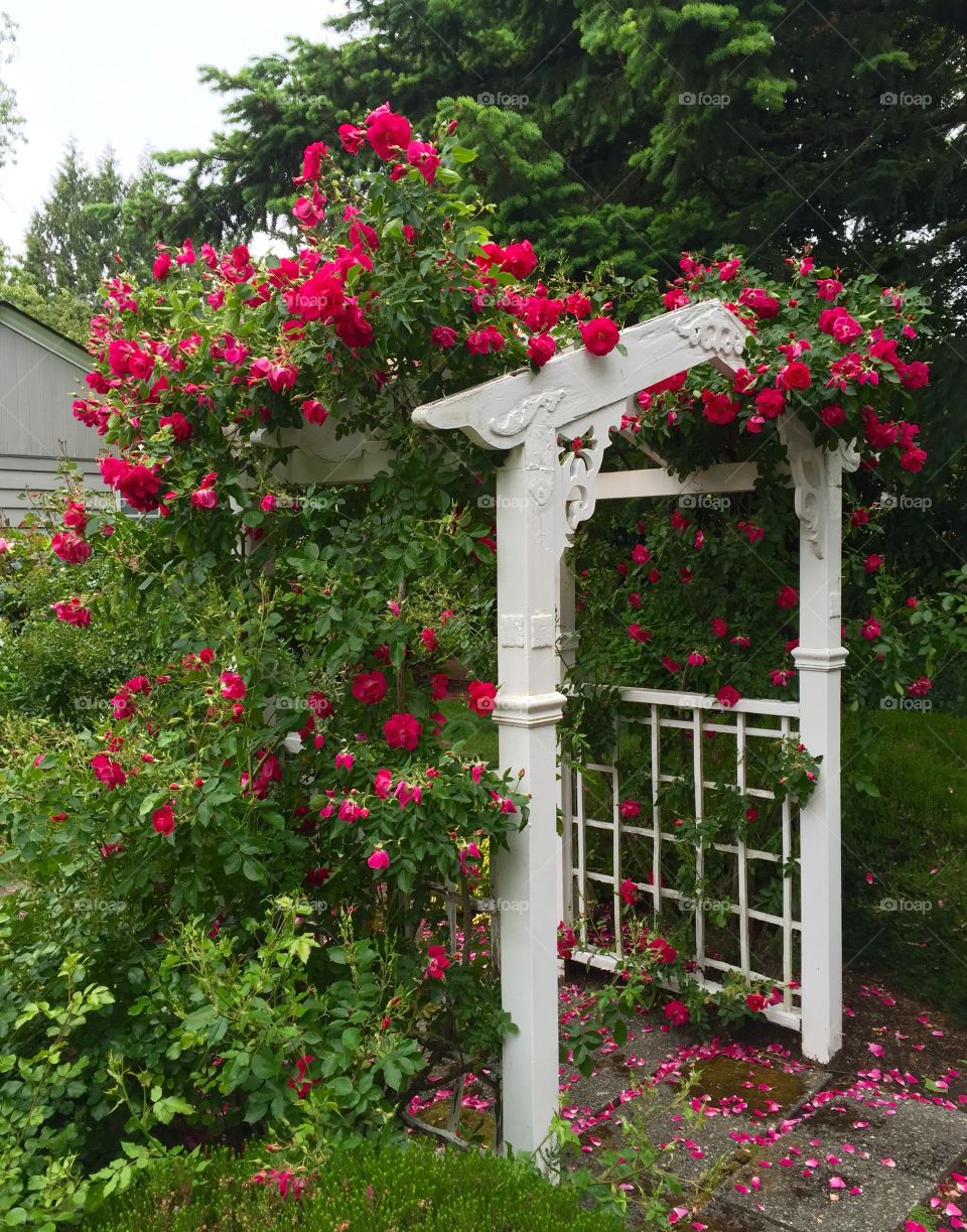 Climbing Rose