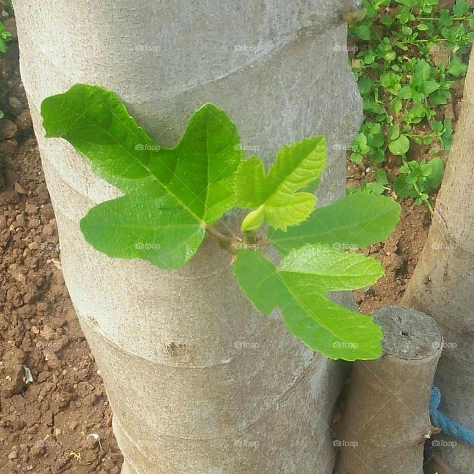 Beautiful green  leaves of a plant.