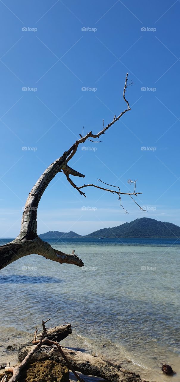 Dried trees along the beach