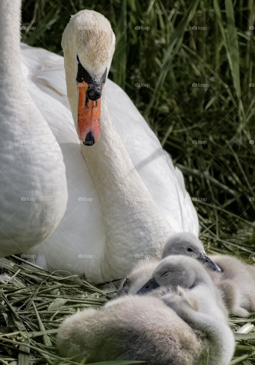 An adult swan pair with cygnets 