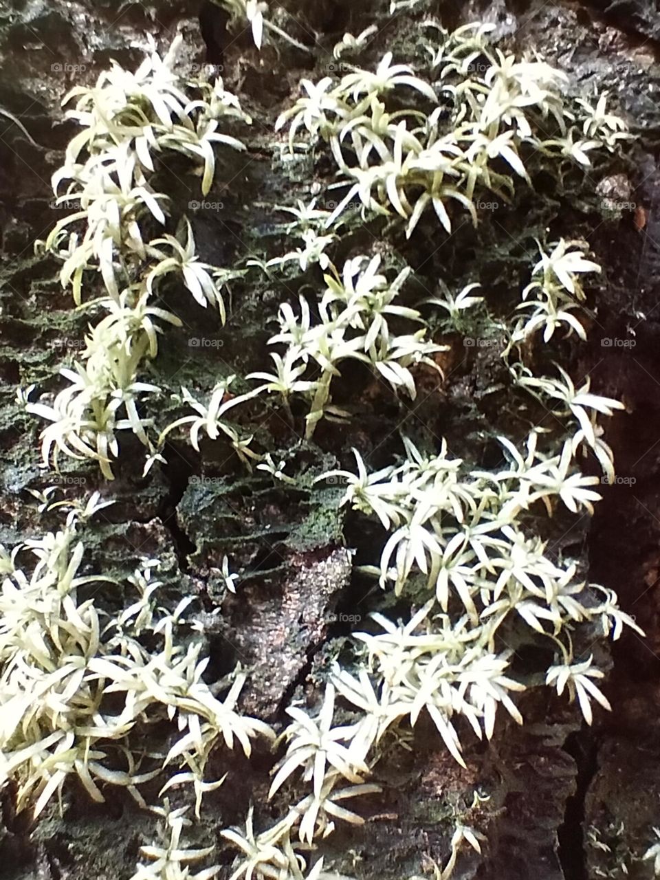 moss growing on a large tree branch