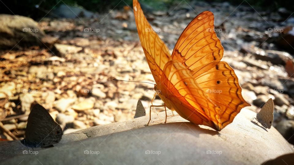 Orange butterfly.. Orange butterfly nnear waterfall.