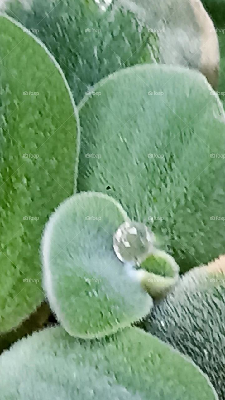 green crown with one pearl on the top