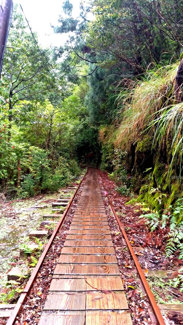 Trail to Yakusugi (cedar aging over 2000 years) in Yakushima, Japan