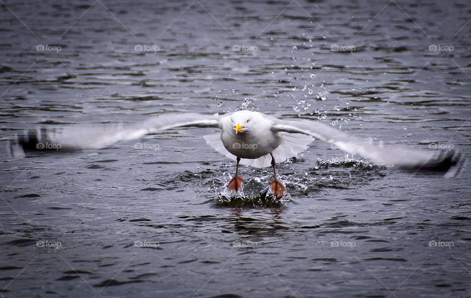 Touching the water