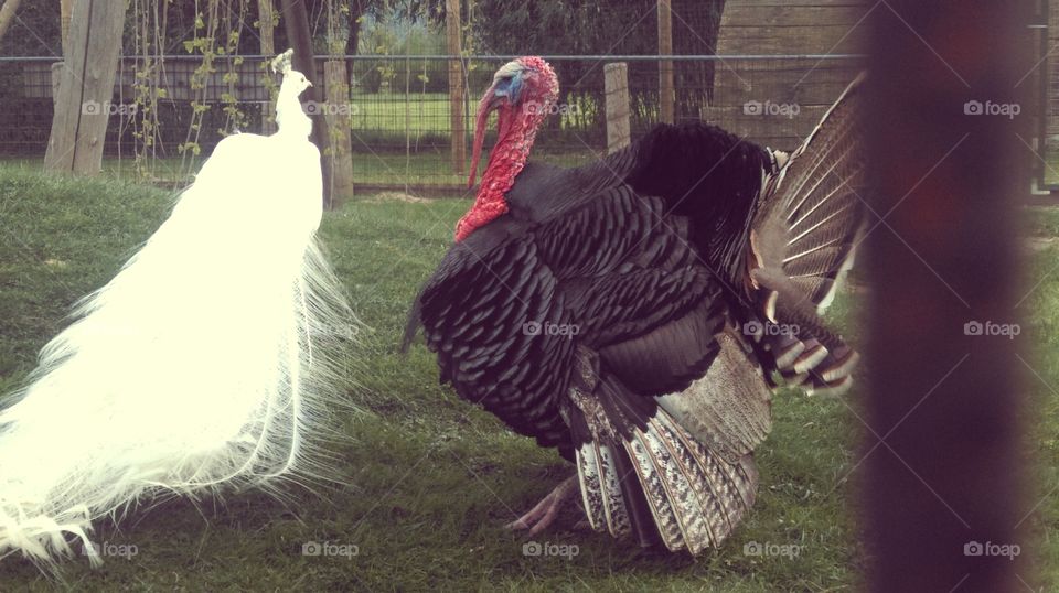 Peacook & Turkey