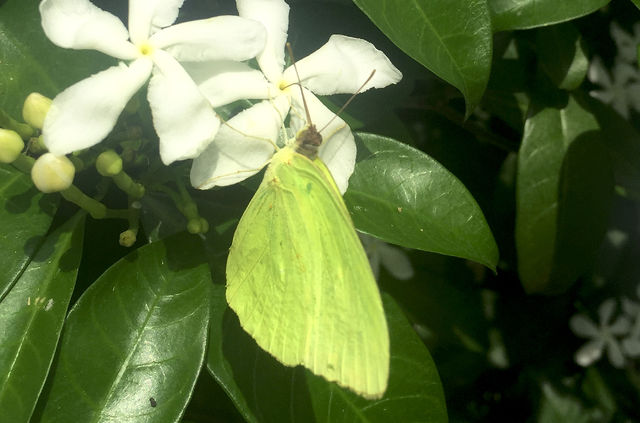 Butterfly 