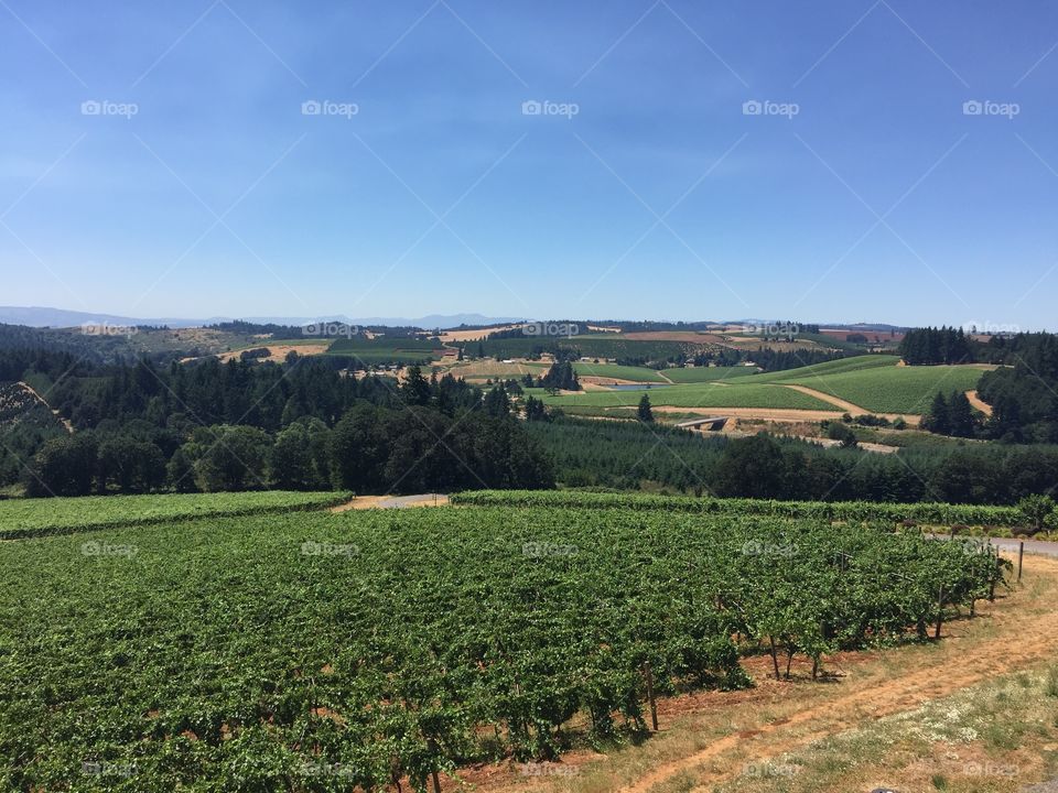 Oregon in the Vineyard. The rolling hills of the Willamette Valley create beautiful Pinot Noir and captivating views. 