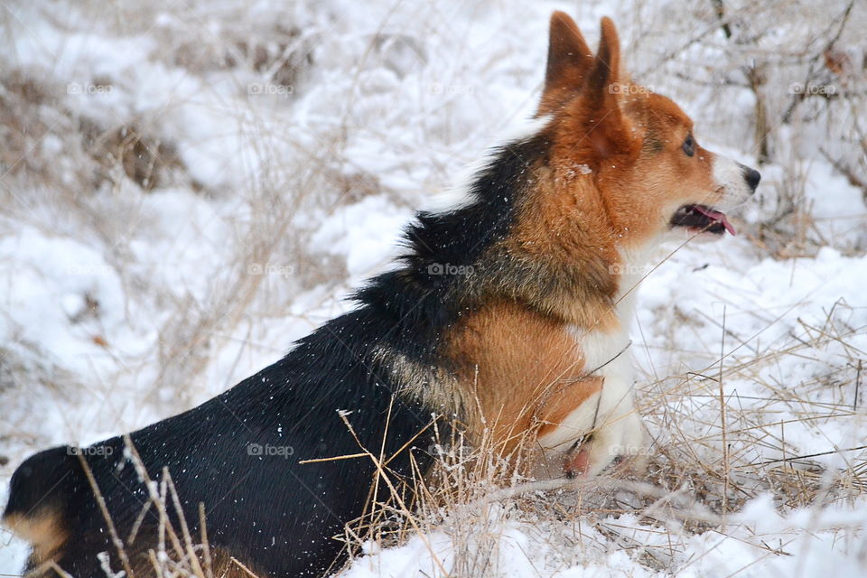 Dog running in the snow