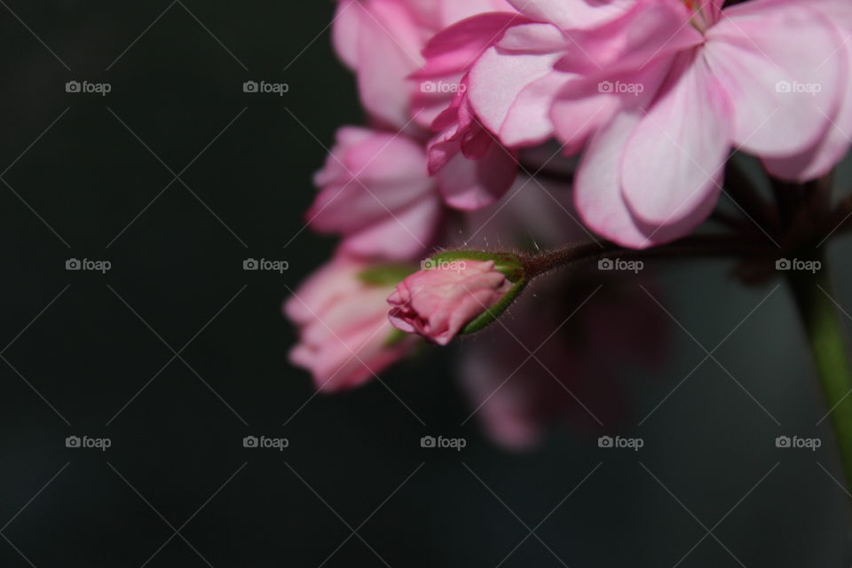 zooming pink flower