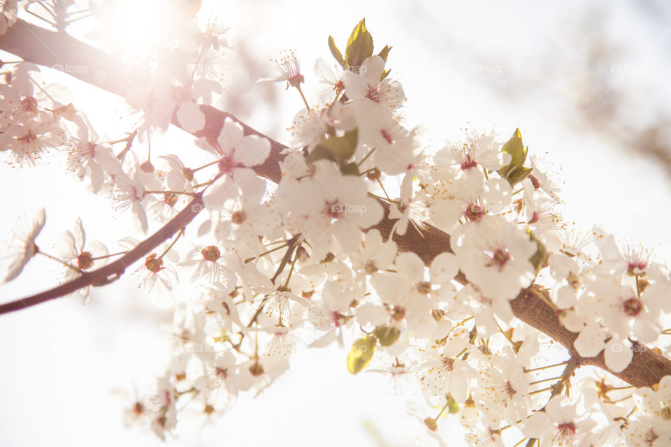 Blooming Spring tree branch 