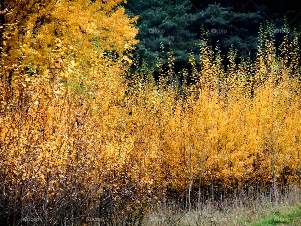 View of autumn forest