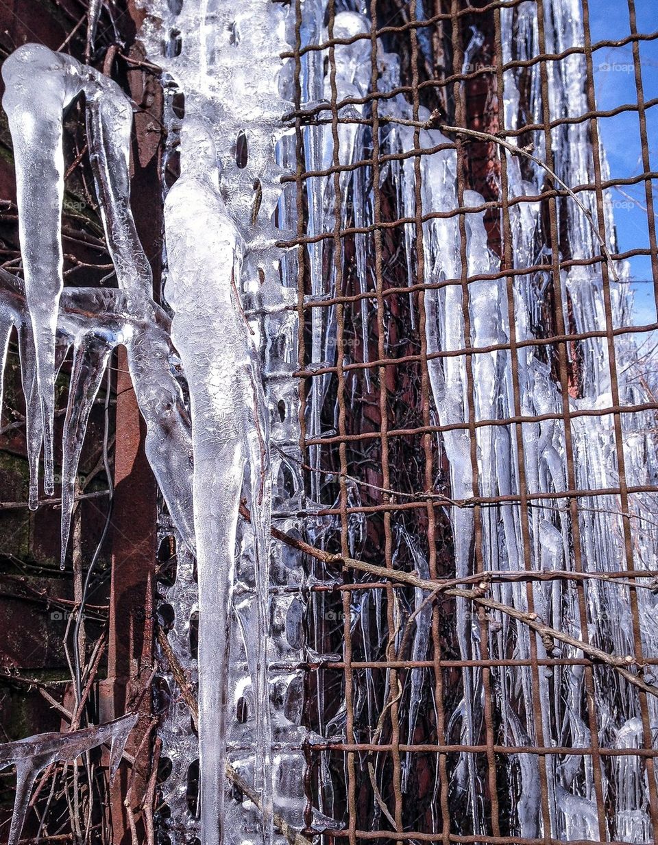 Frozen icicles on the fence