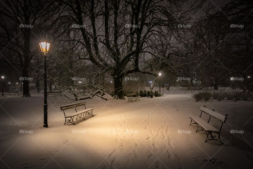 snowy evening in the park