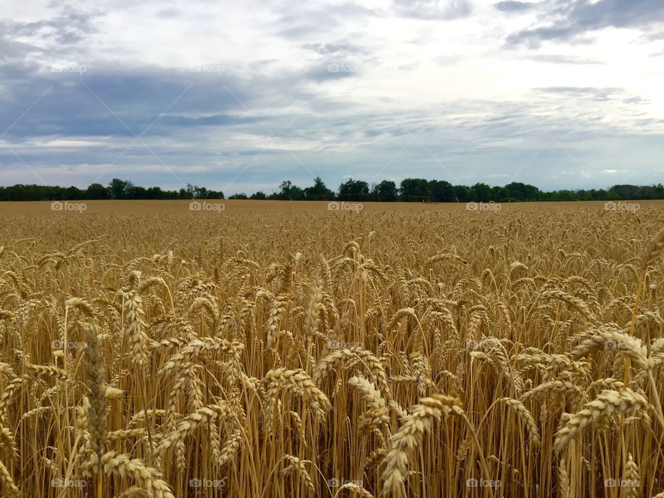View of wheat field