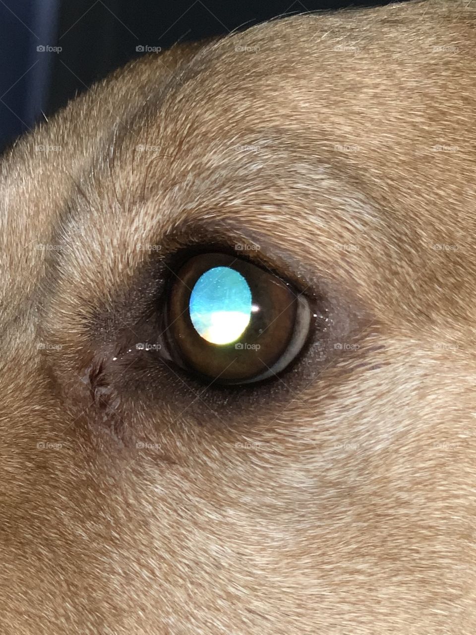 beautiful image in my dog’s brown eye