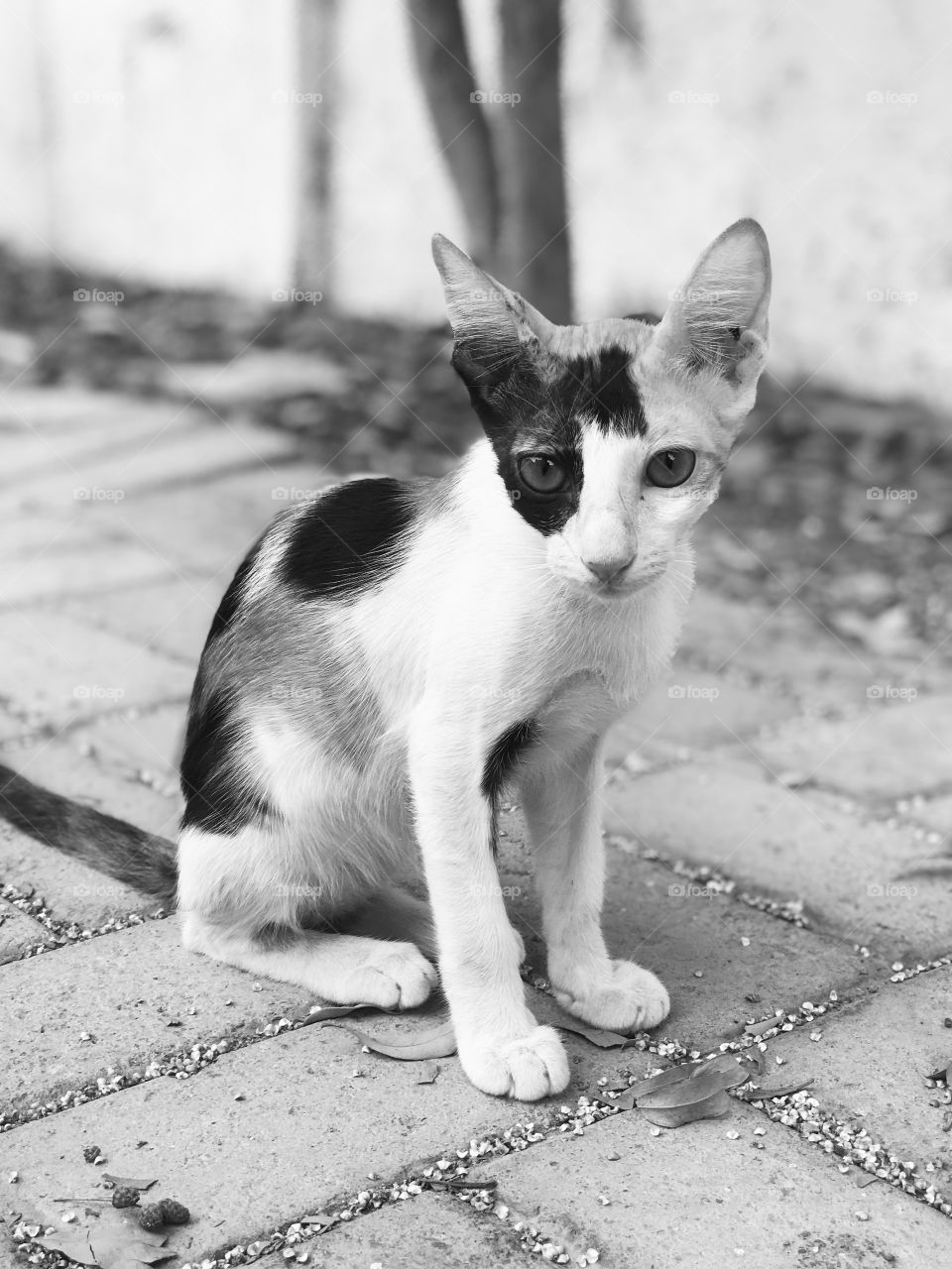 Black and white portrait of a kitten.