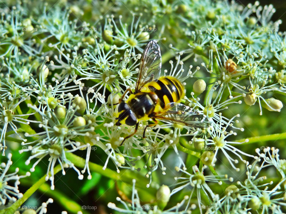 Close-up of bee on flower