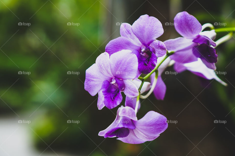 bunch of purple orchids