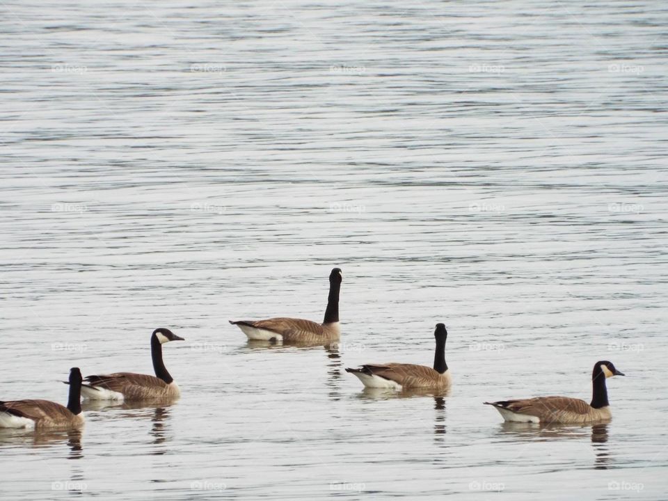 Geese in the Mississippi River