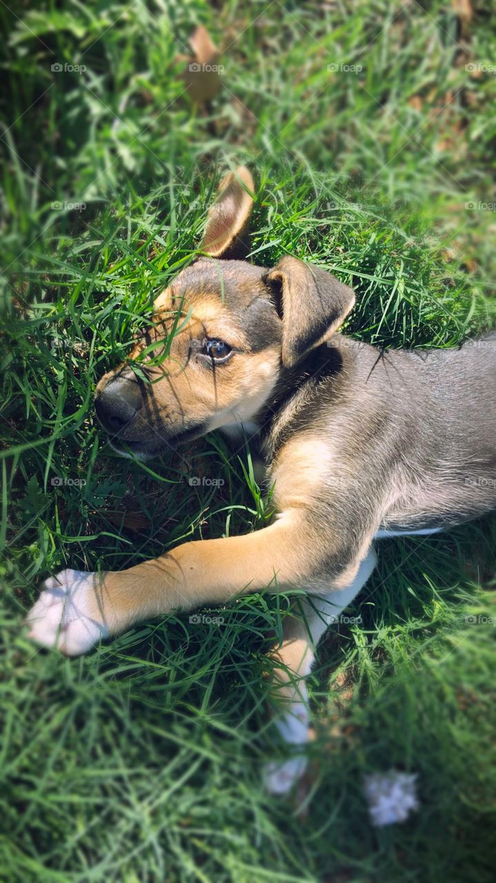 Puppy laying on a summer day