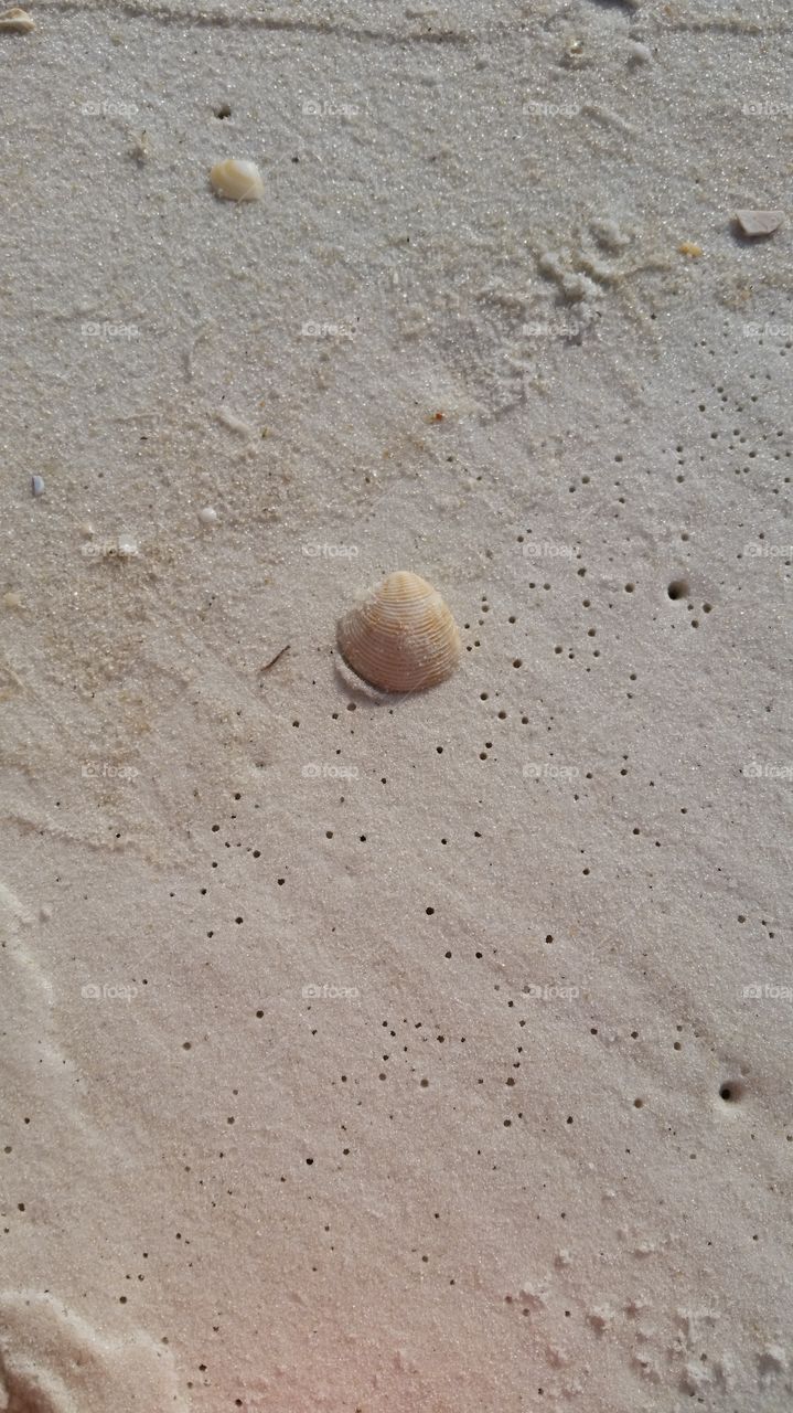 seashell