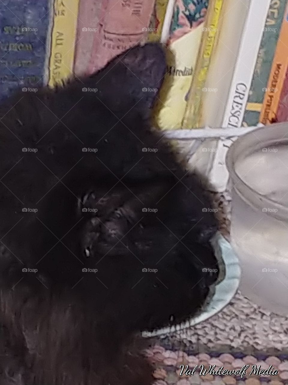 black cat sitting books bowls