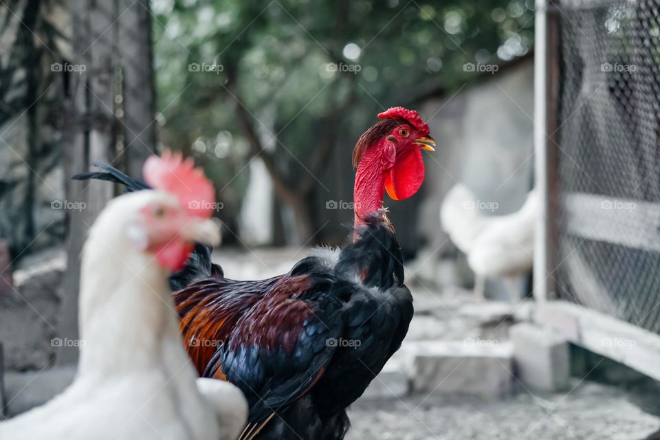Rooster at farm . Colorful Haired Hen With A Bare Neck