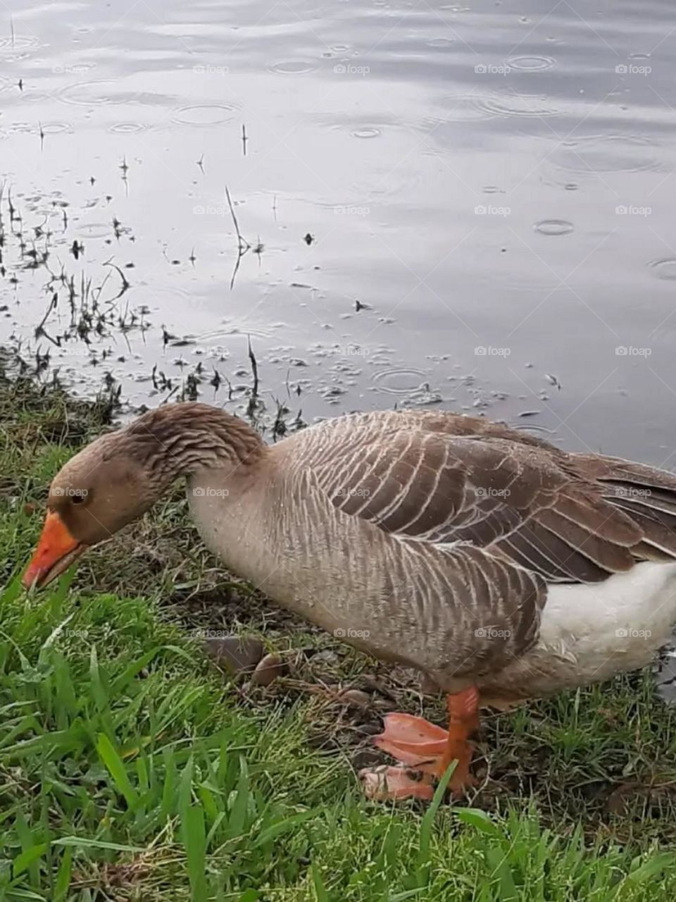 I love ducks. They take me to the beautiful world of childhood. To the world of The ugly ducklings and The aristocratic cats...