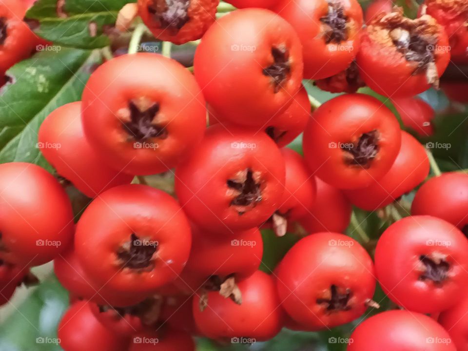 Close-up of red berries