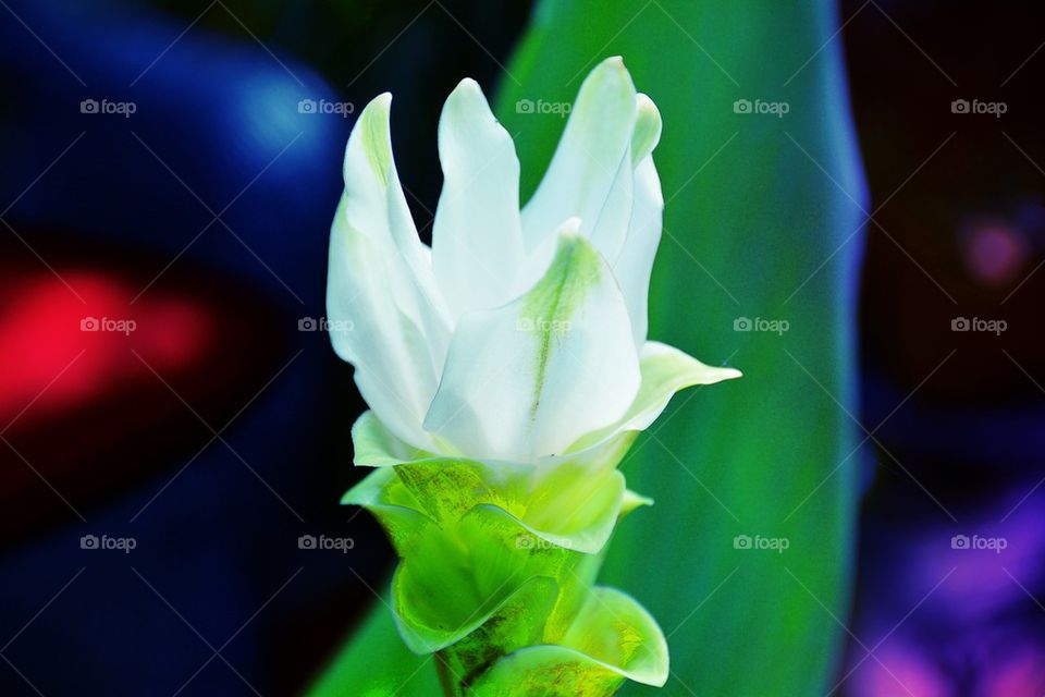 White Flower 2