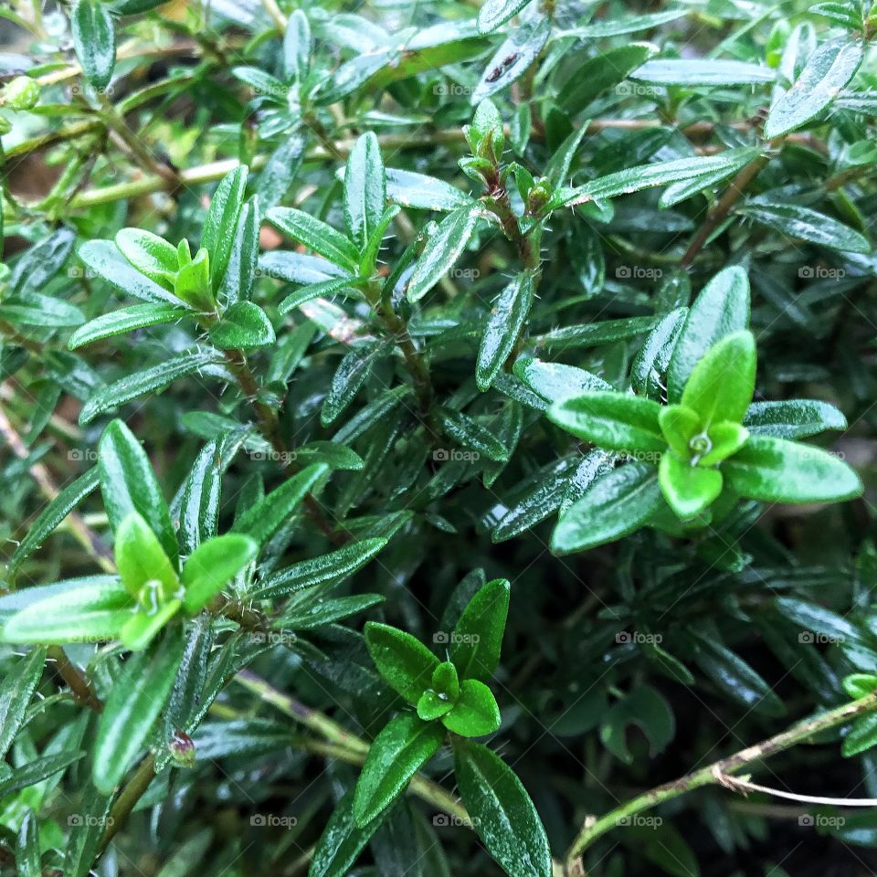 Thyme is a real friend for coughing fellas in the season...