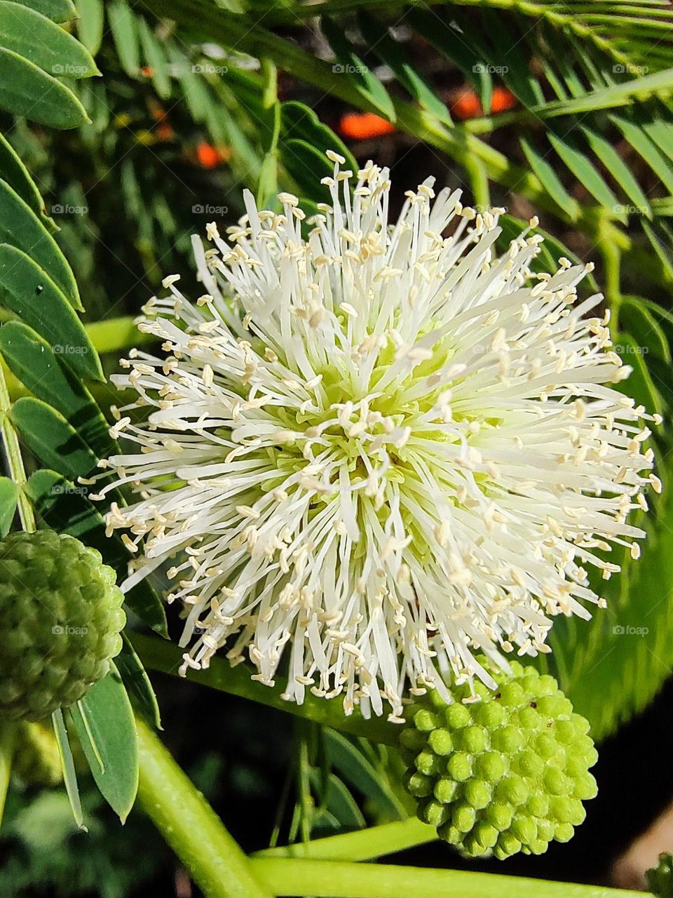 Leucena - Indaiatuba Ecological Park