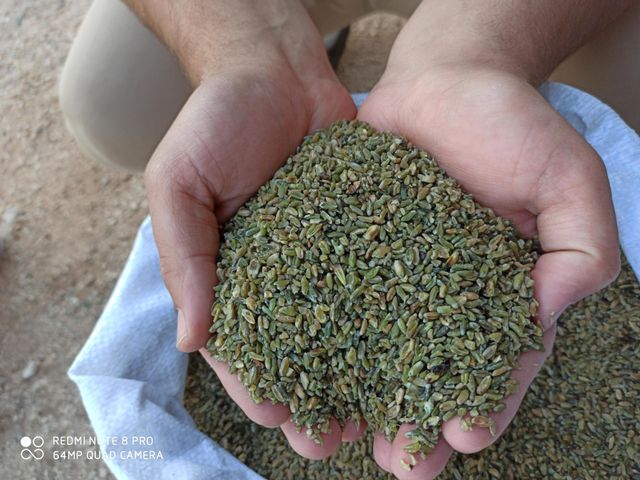 wheat freekeh