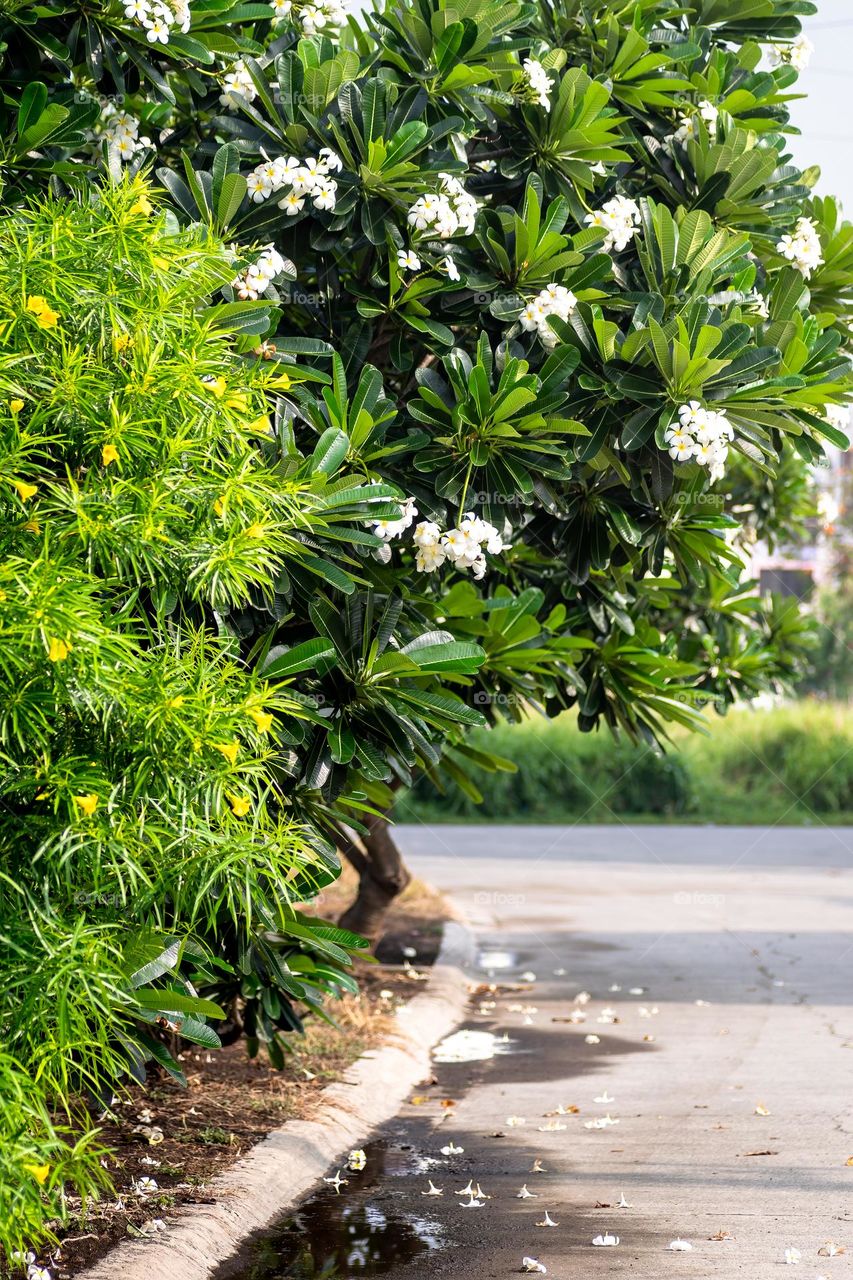 a plant on the side of the street with a white flower