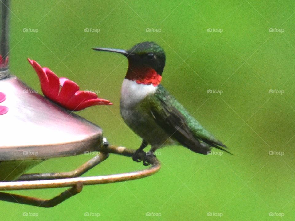 he sits with great posture on the feeder male red throated hummingbird