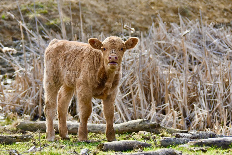 The colors of autumn, brown calf 