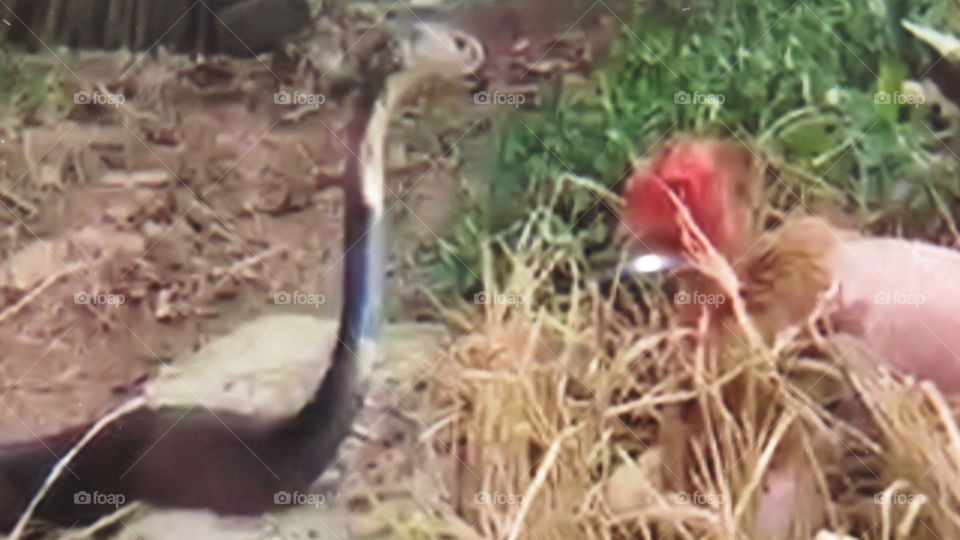 The magical out side