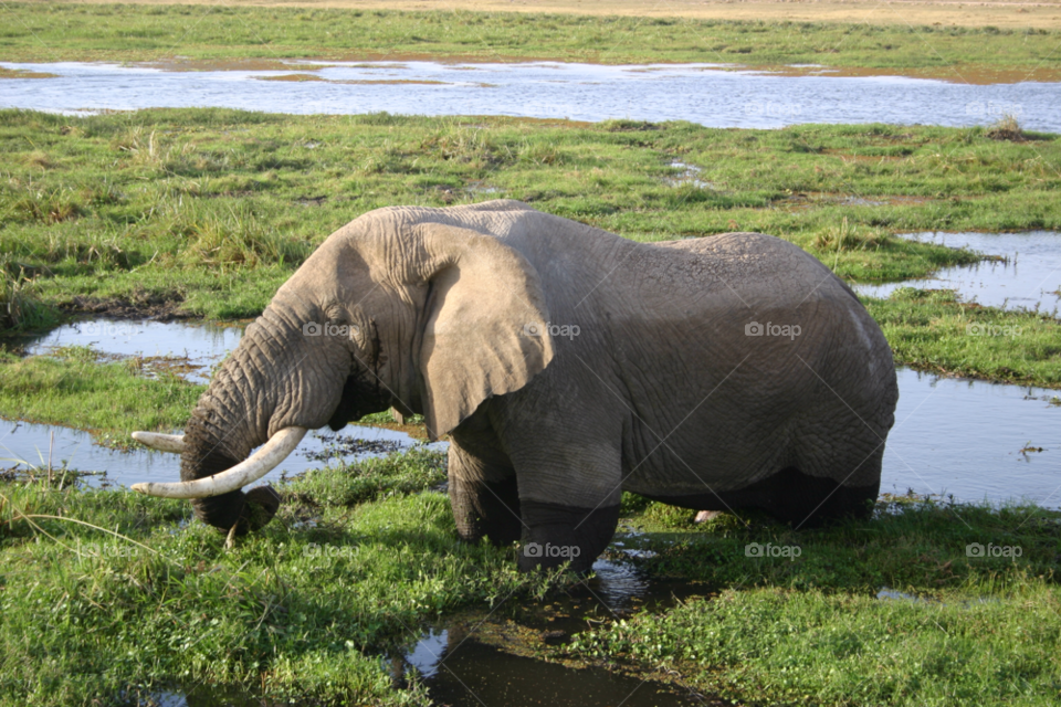 grey big elephant by martynmcgoun