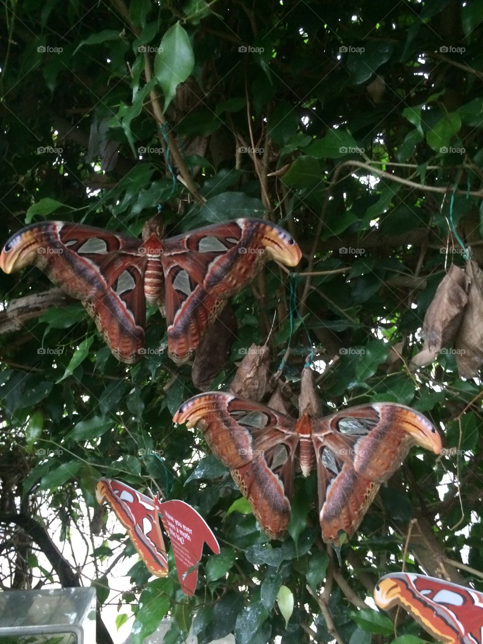 Couple of butterflies 