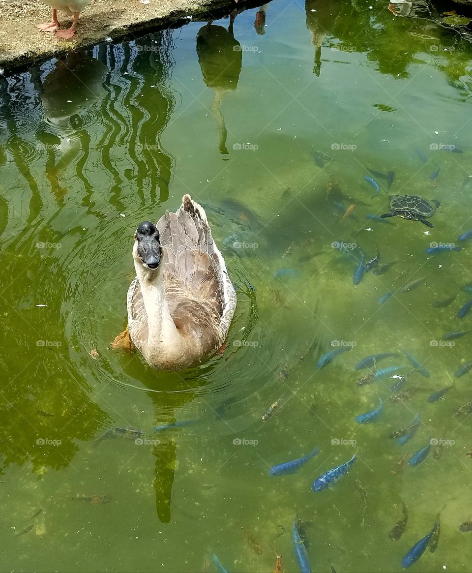 Water, Nature, No Person, Pool, Swimming